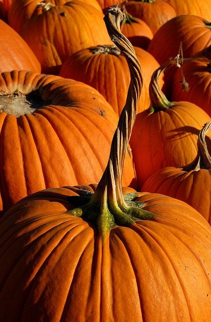 EXTRAS: Grand Prize Pumpkin